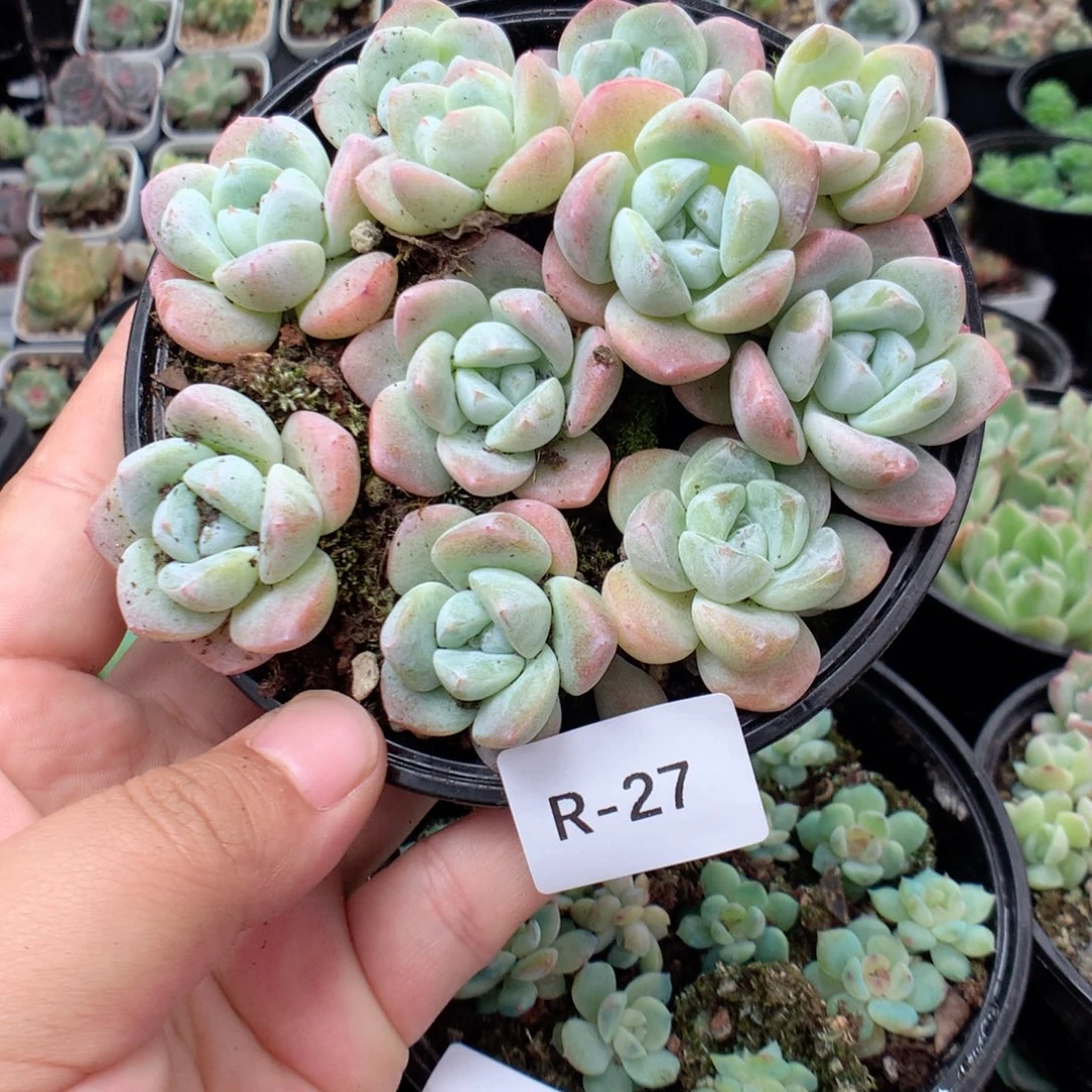 无花朵R27英语英语