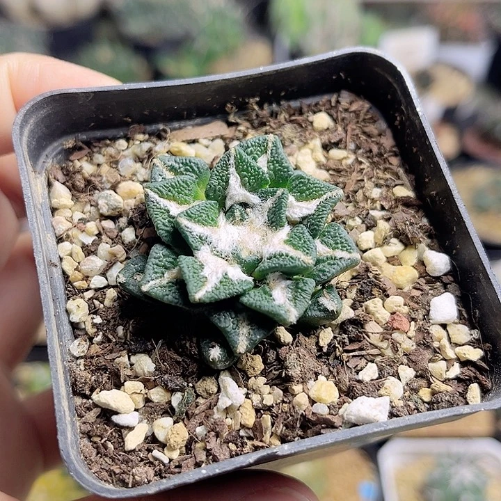 宽尤黑牡丹自根养定带盆3.8公分