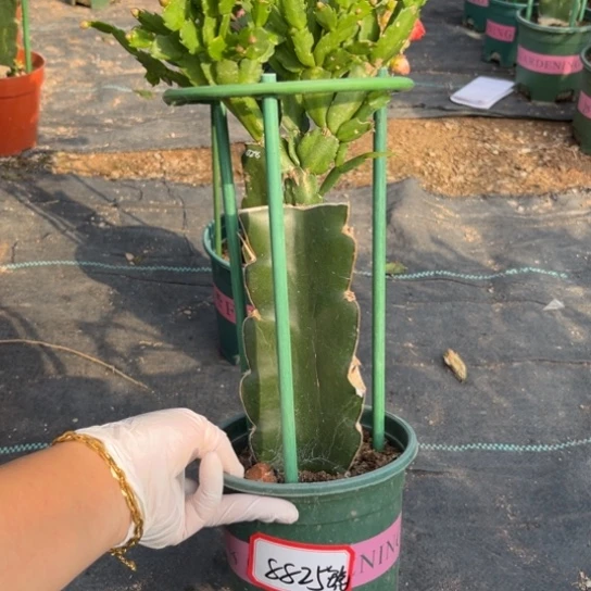 079蟹爪兰福利8825