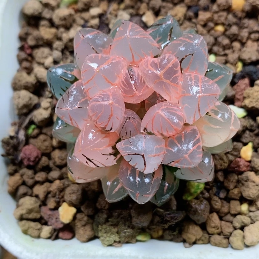 【闪购商品】21糊斑红太阳玉露锦