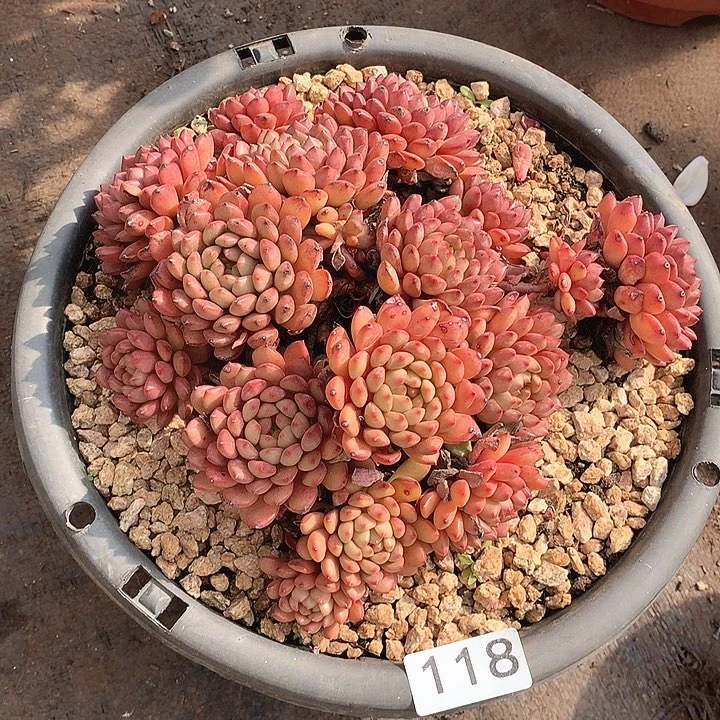 118红宝石一物一拍多肉