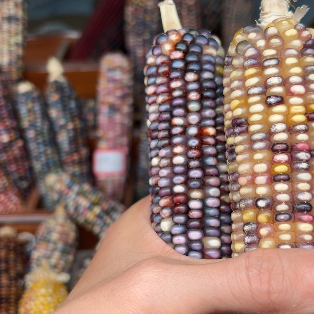 J**Y文玩玉米毛料精品