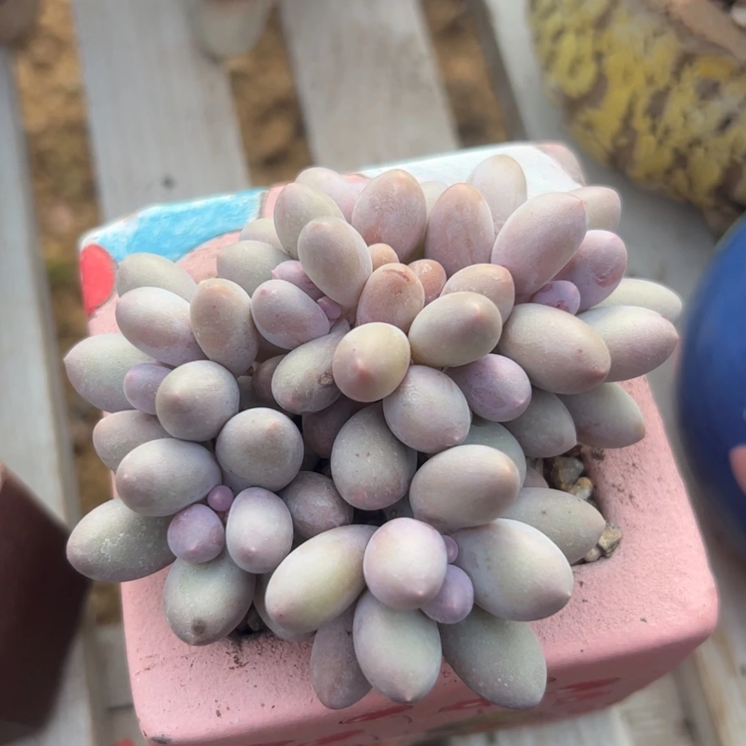 汤圆群生多肉植物