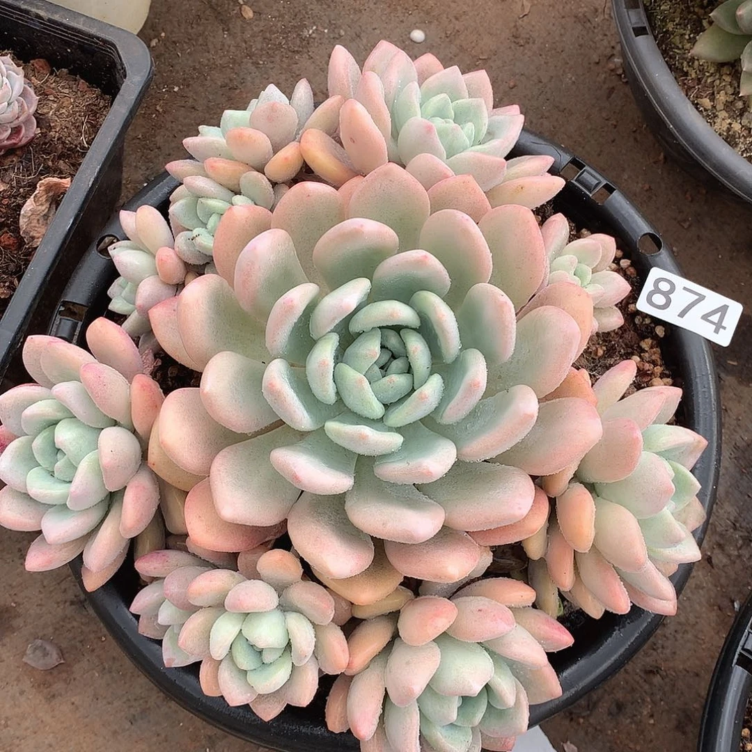 874奥橙一物一拍多肉