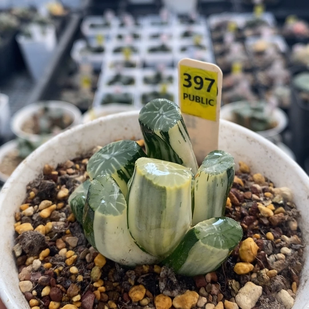 不开花植物397万象十二卷多肉植物