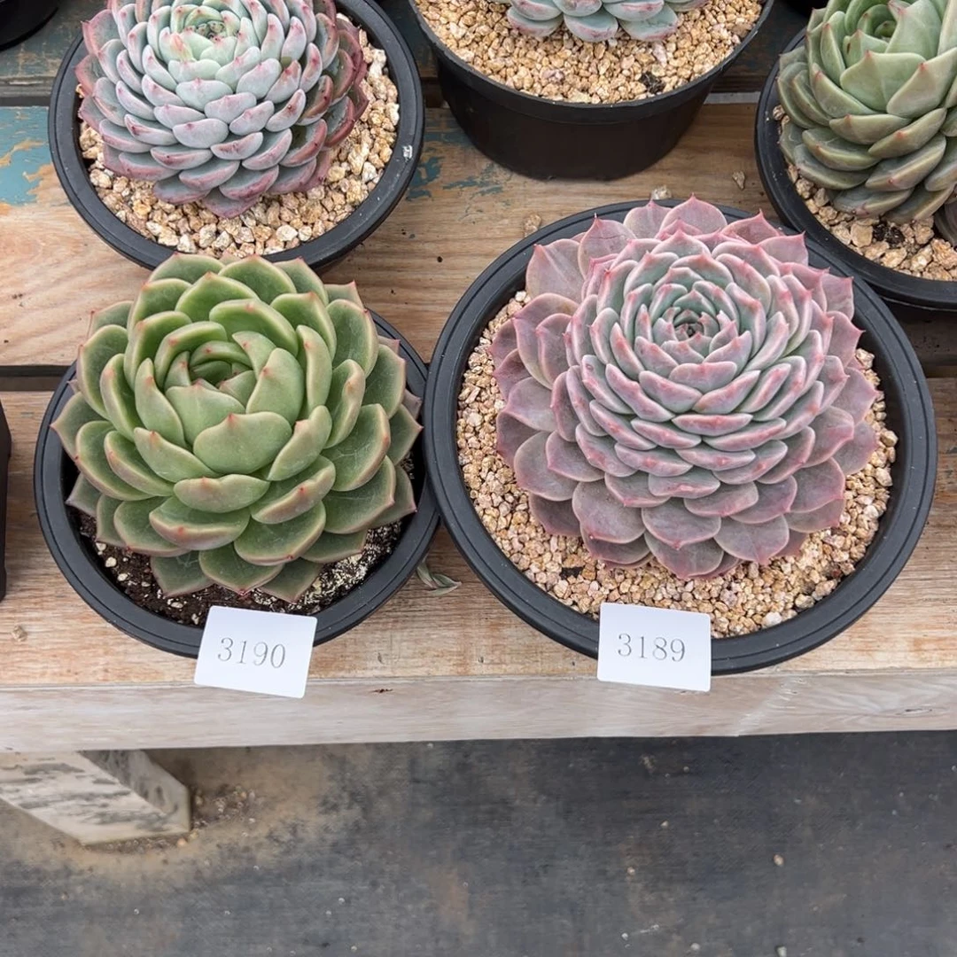 巧****姐3189，3190多肉多多多