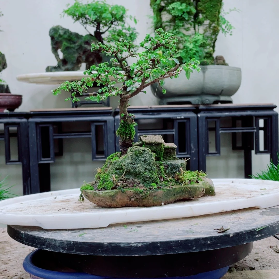 无铅玻璃开***羊铁线蕨科植物黑白花属植物