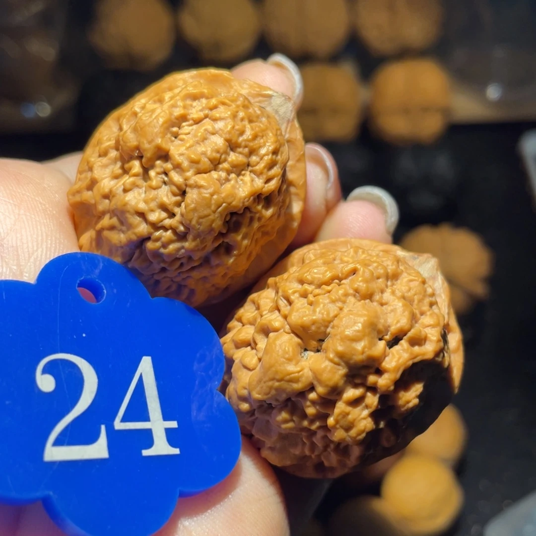 小白花34尺寸核桃