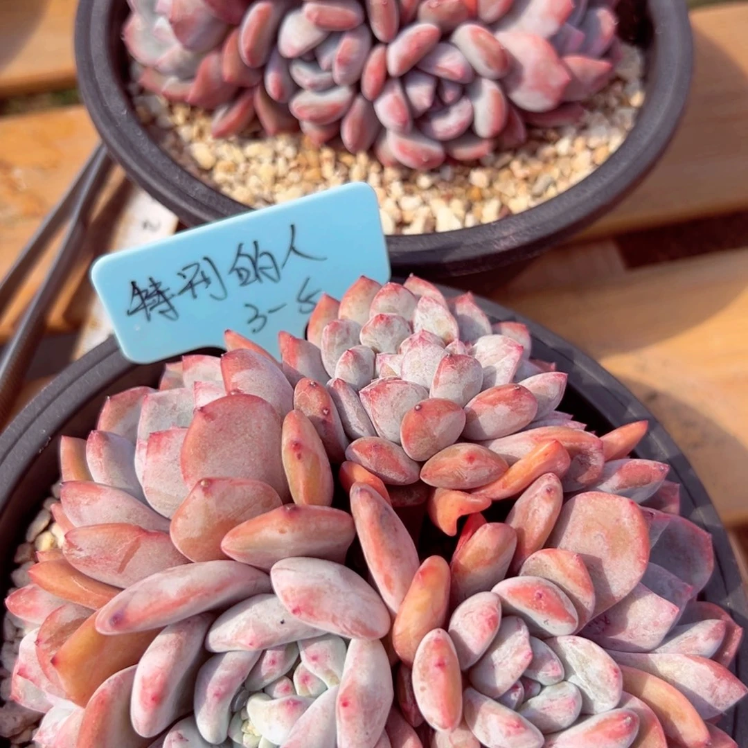 特**人特别的人小脸石榴籽两颗