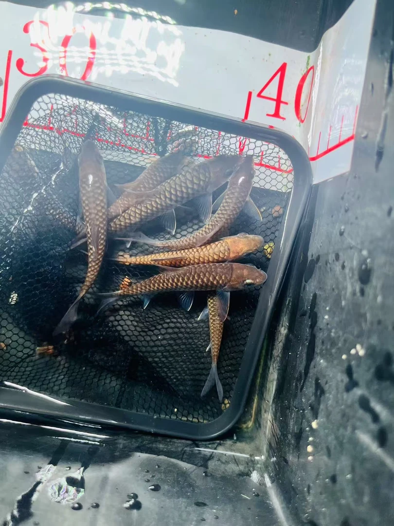 马来西亚巴拉红吉罗观赏鱼小苗子