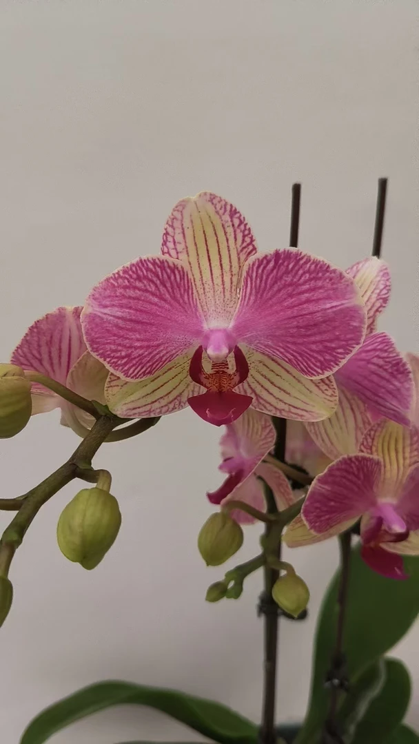 欢然花田培植蝴蝶兰（双色鸟）双剑