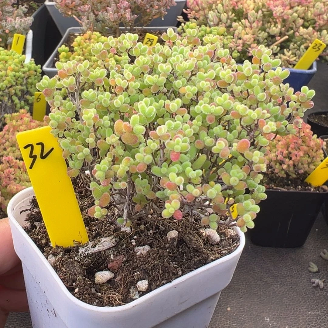 蜜橘糖球32号6.5cm盆