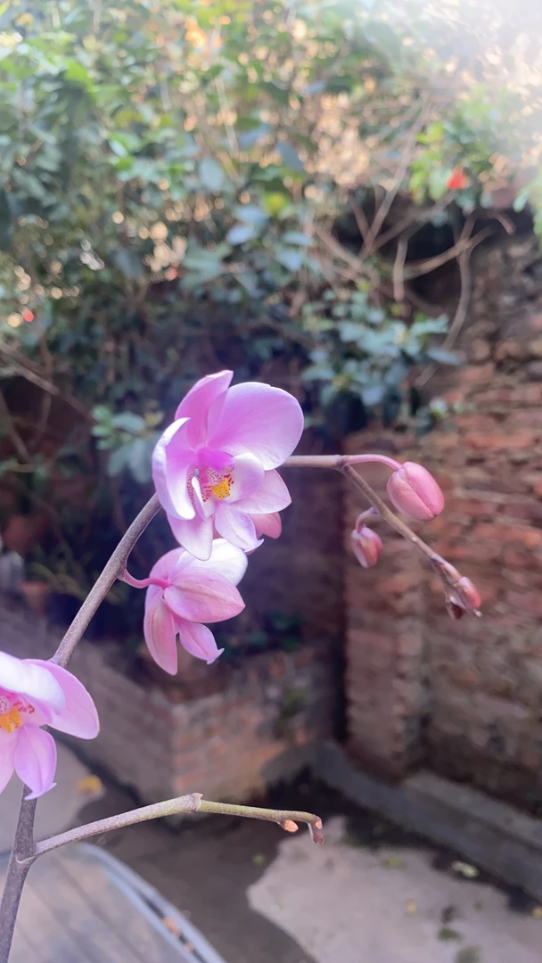 花卉一物一拍一物一拍