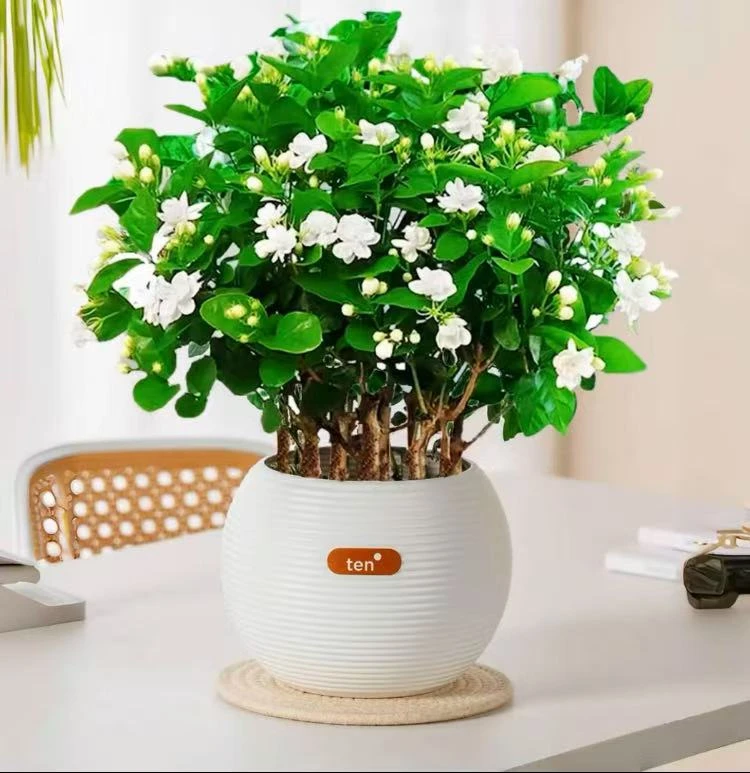 【带花苞】茉莉花之乡产地横州直发香水重瓣茉莉源种植基地园艺花卉