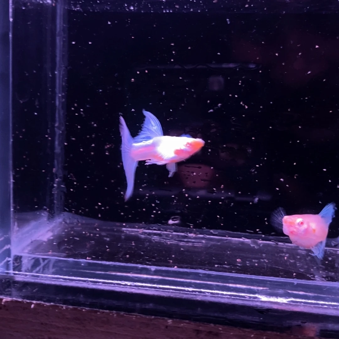 孔雀鱼蓝色飞船一对