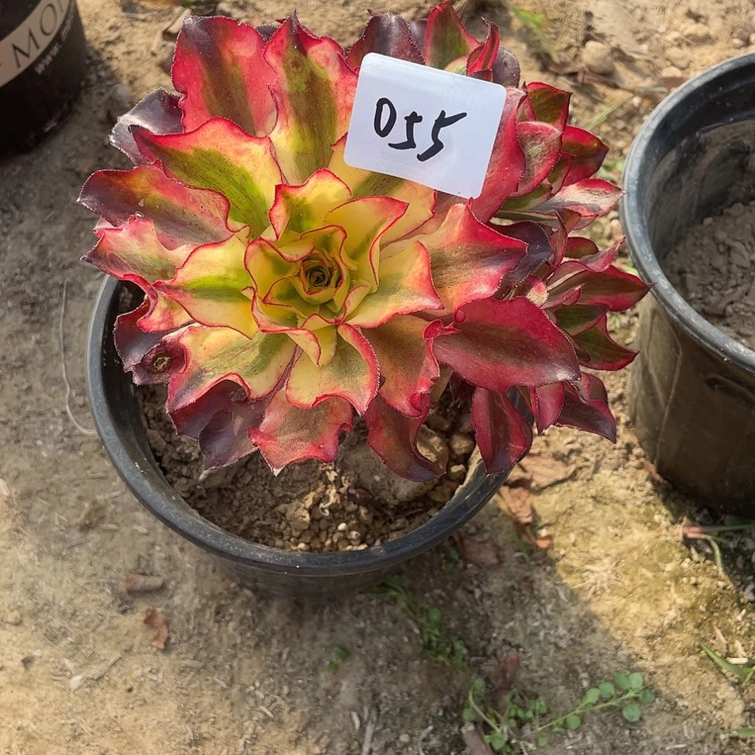 ღ***初法师植物魅影法师055