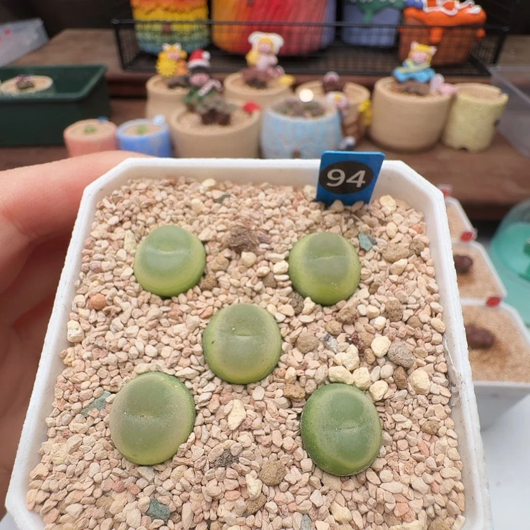 多肉植物福利风铃含盆价格四年拉登