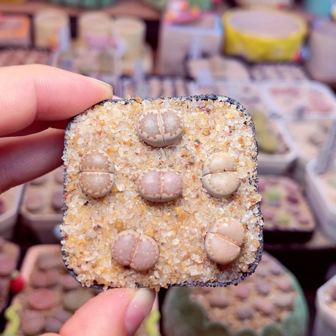 156号带盆包邮发货