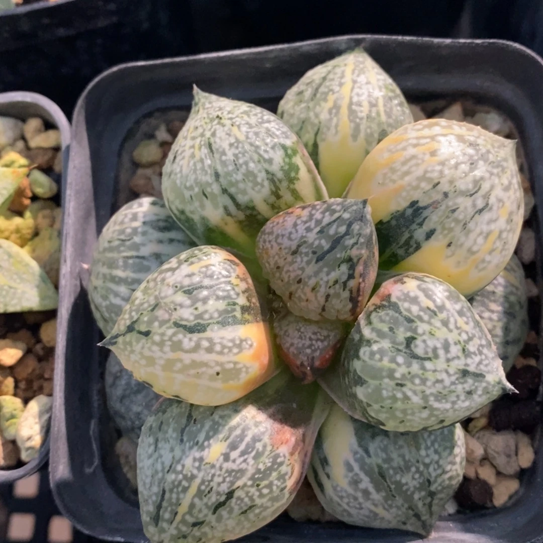 一颗实生丸叶白银锦