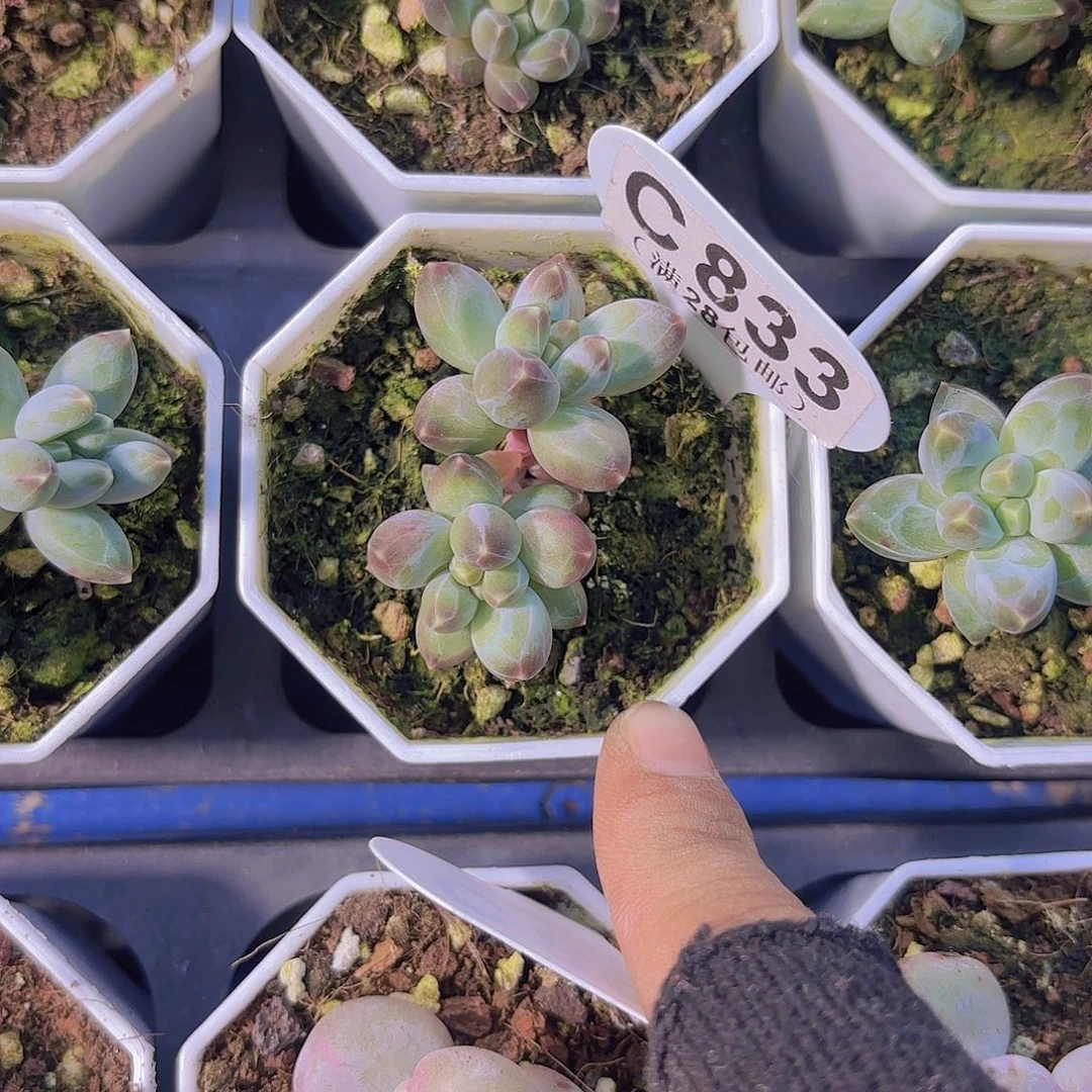 C833松果美人一物一拍