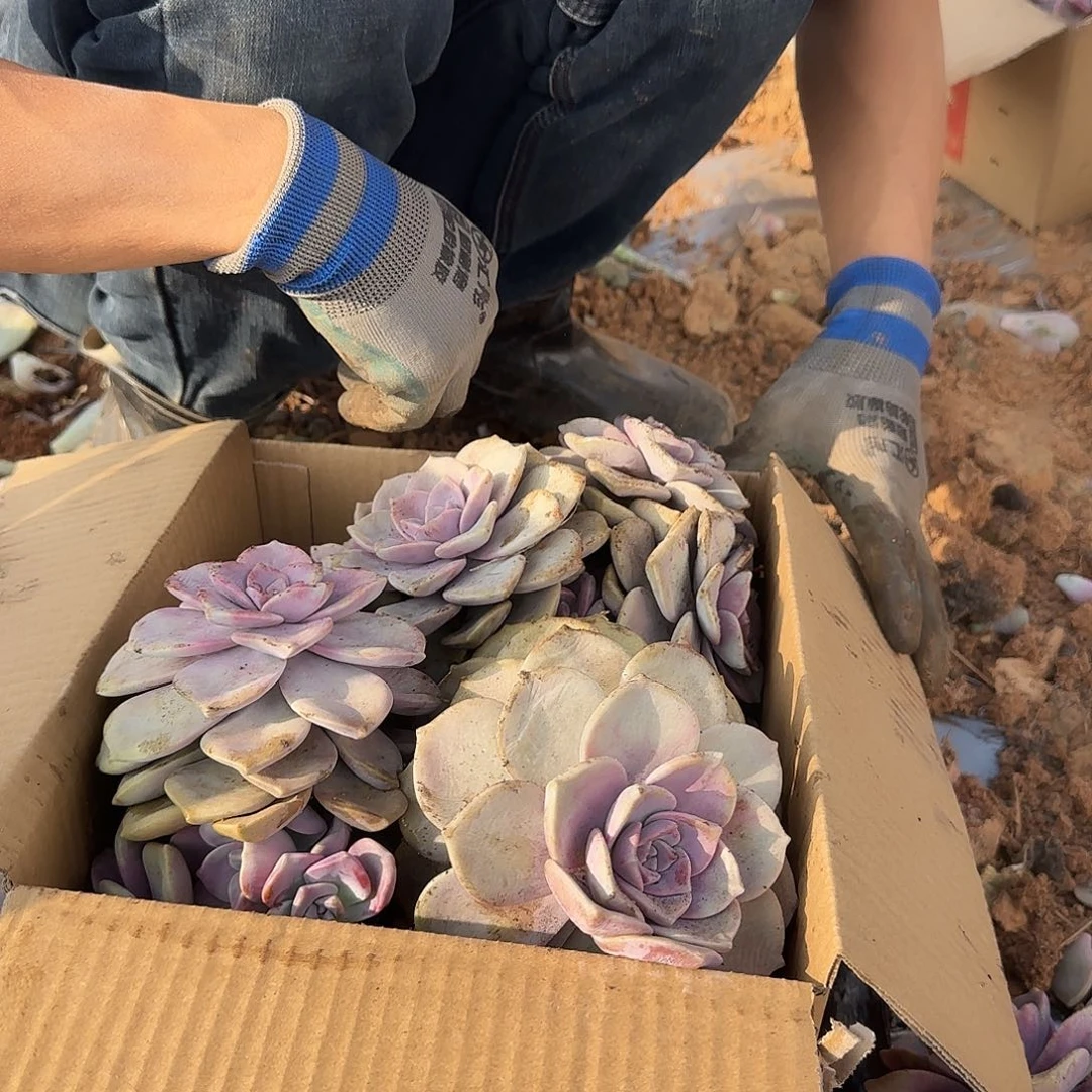 箱拍紫乐多肉轻微断肢不售后看好在拍