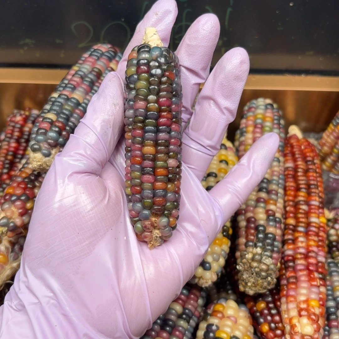 柏香籽/百香籽吊坠莱*