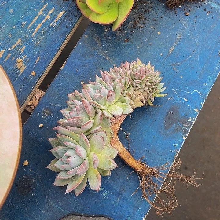 多肉植物小鸟缀化