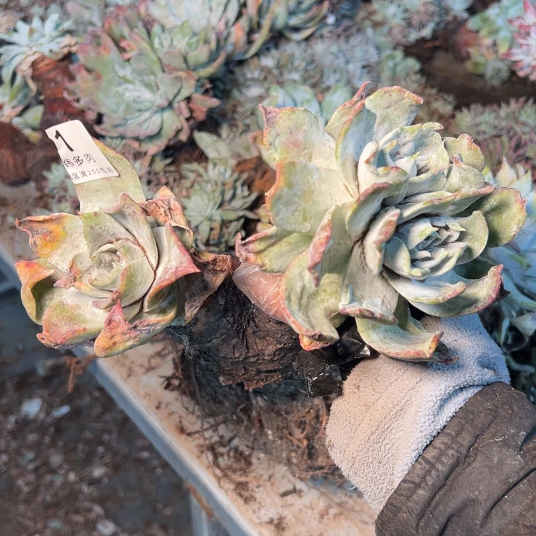 091三头普西啊啊啊啊