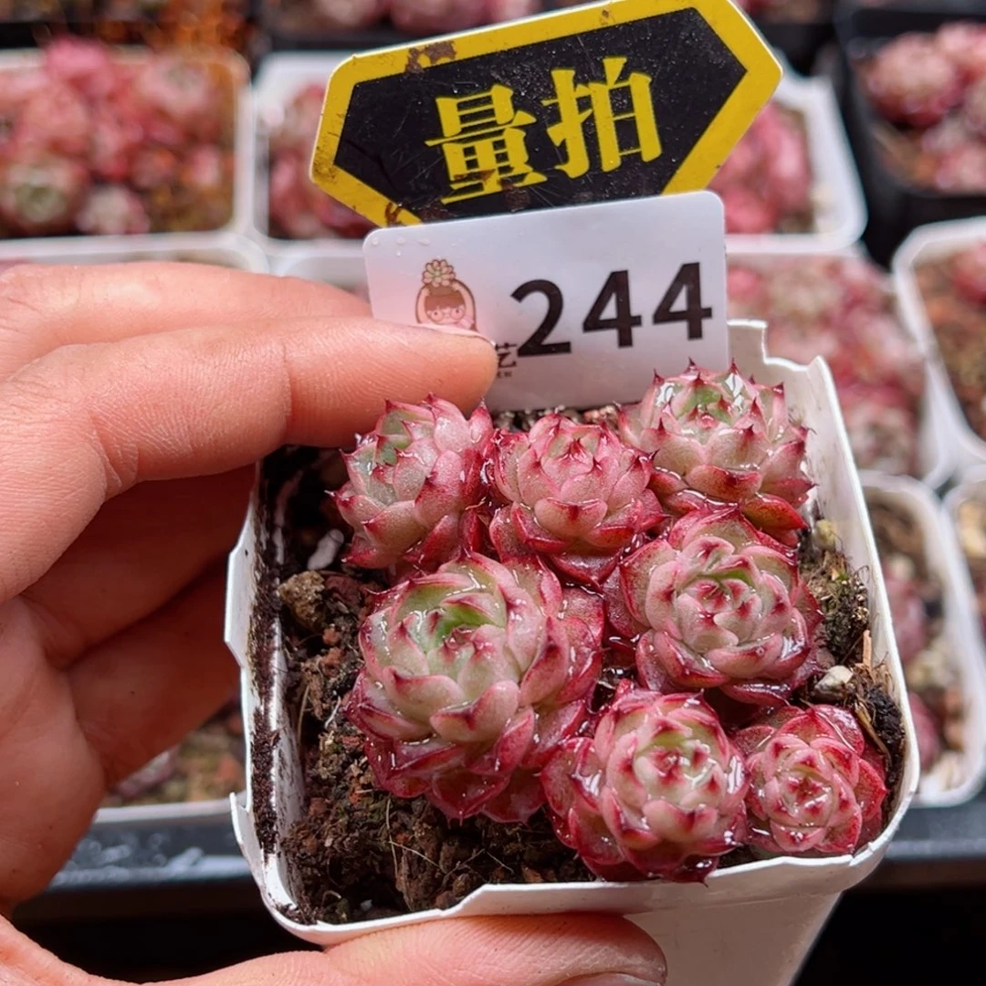 多肉植物多肉植物