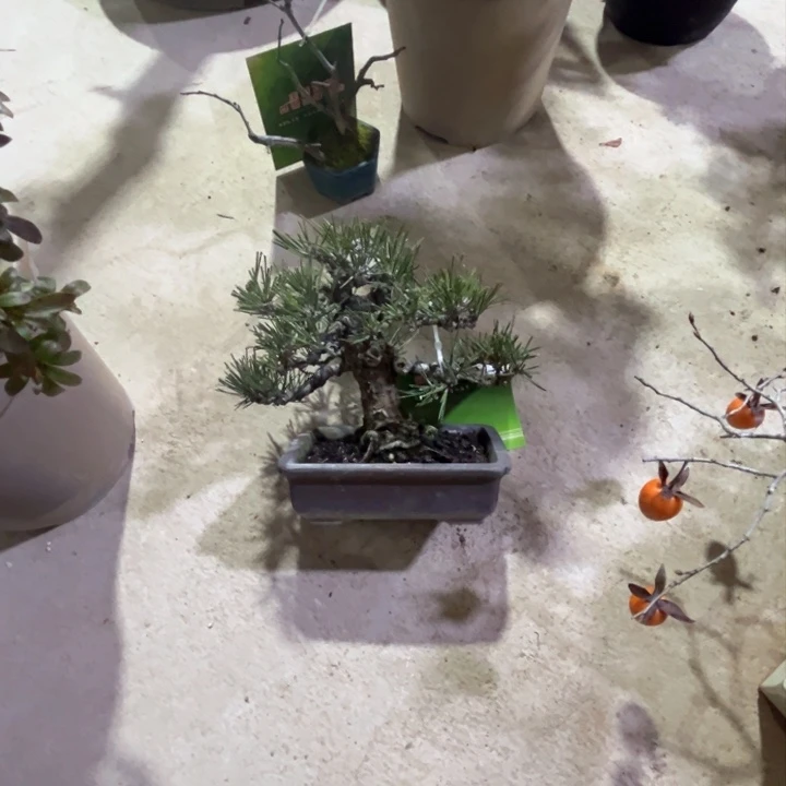 杂木盆景松一物一拍