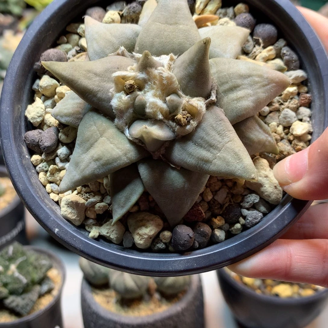 叫***呢    13号   实生 青瓷岩牡丹8.3公分