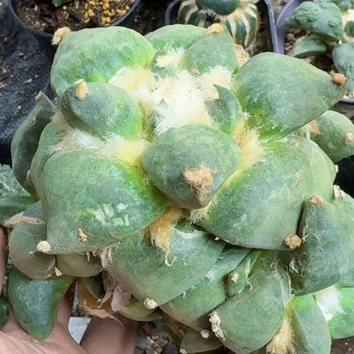 无花朵福利苗接蛋怒龙牙215