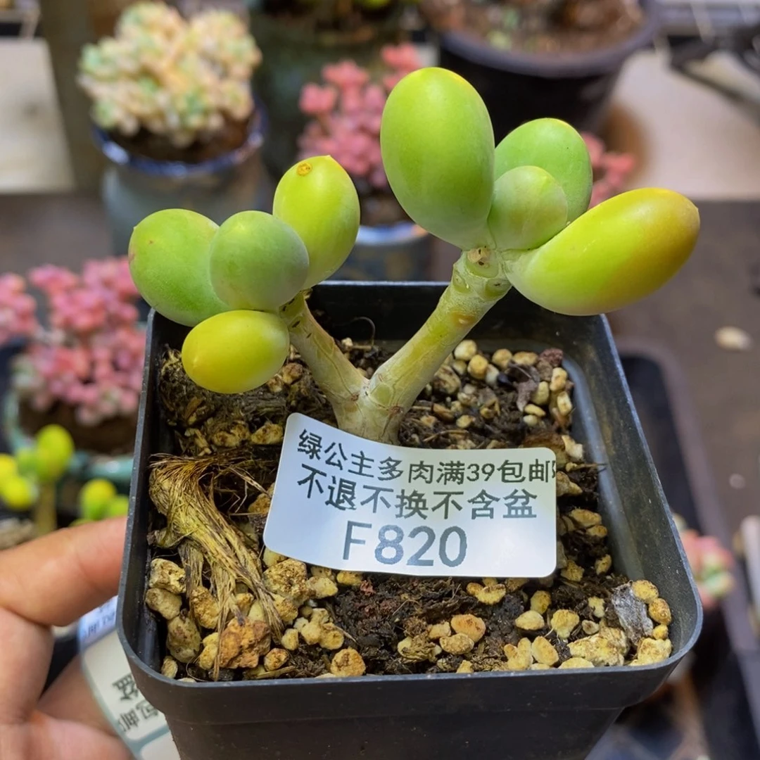 820金蟾芒果奶多肉5c m