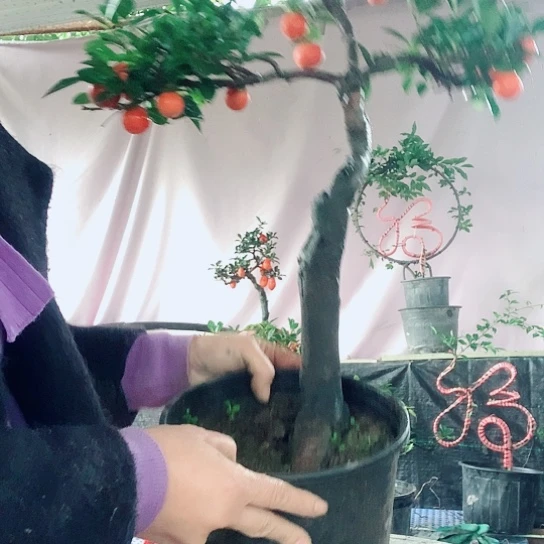 无花朵金弹子小叶血红