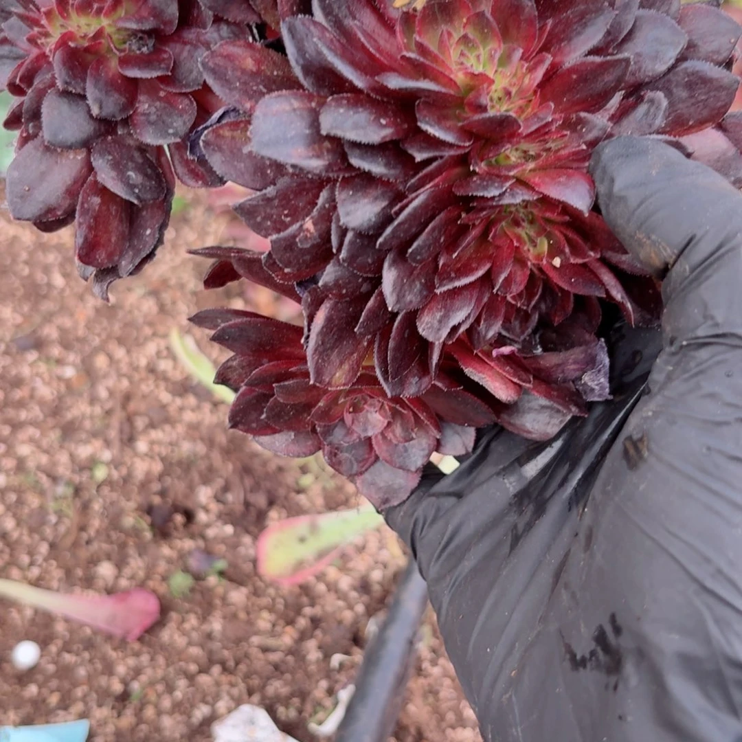 你8921 号多肉法师特价没有根