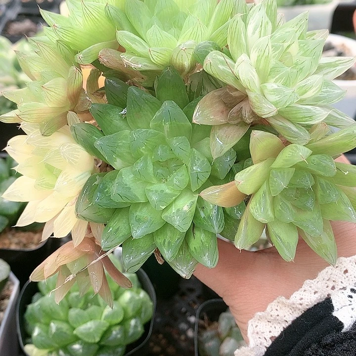 花火玉露锦一物一拍