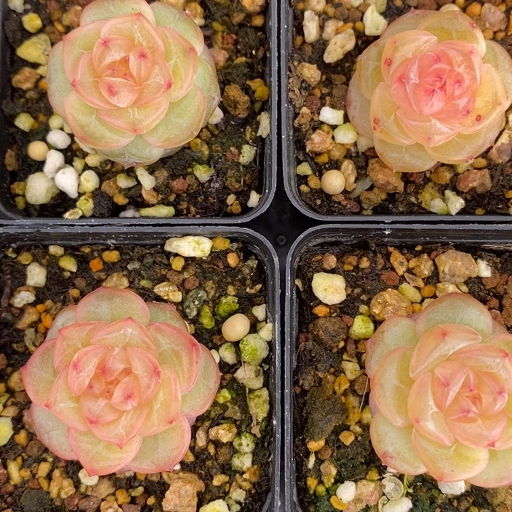 单头 1015 多肉多肉 12.27