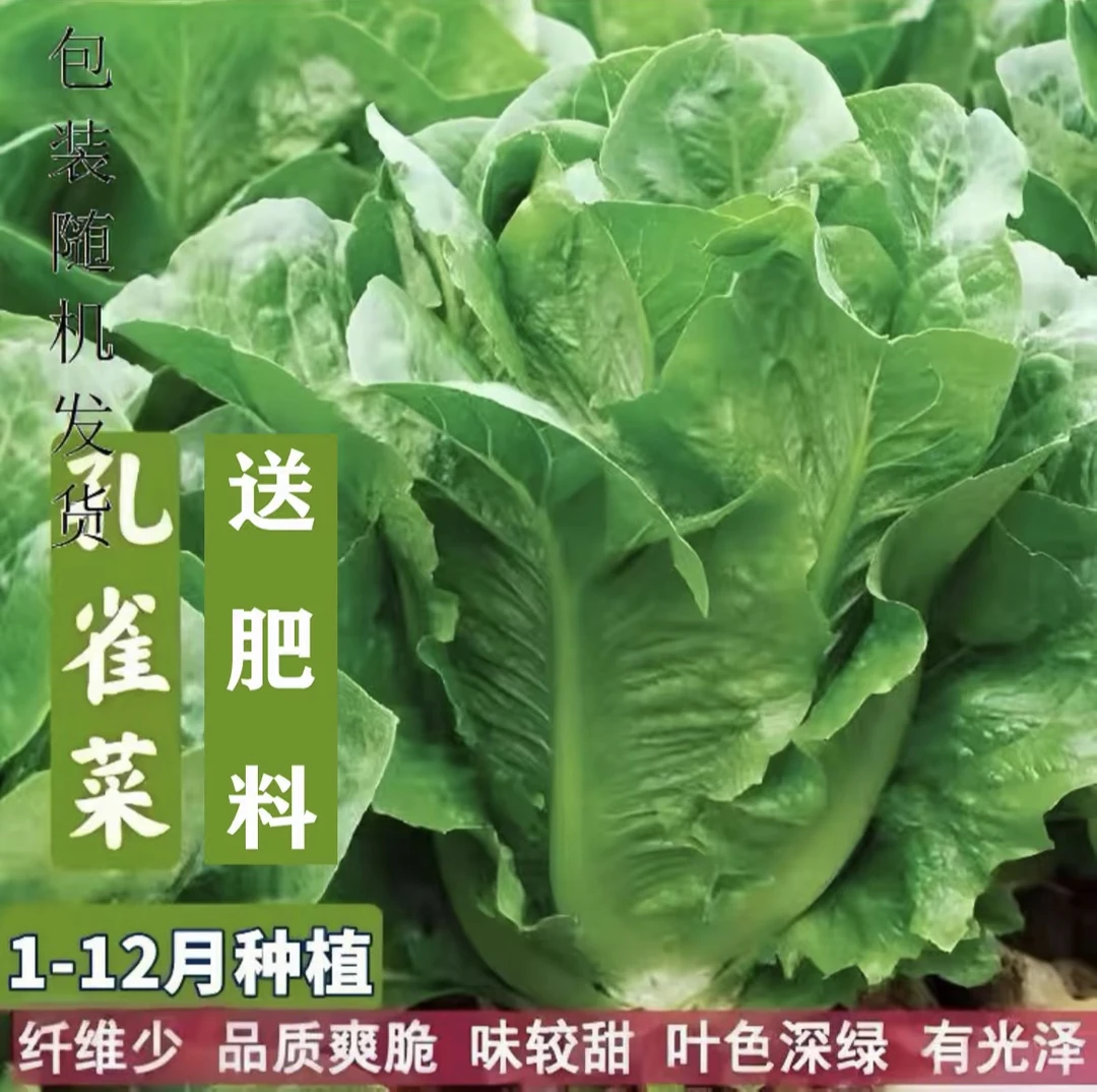 下单就发3包】孔雀菜种籽生吃脆甜高营养直立生菜春秋播种沙拉蔬菜