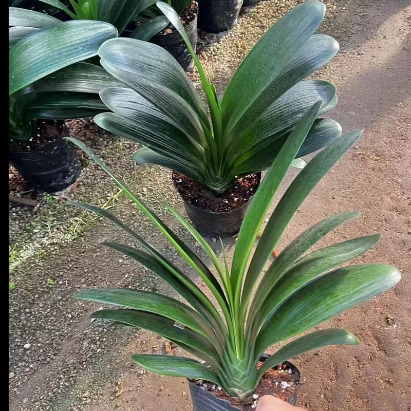 原土君子兰【10-14叶】黑色育苗杯盆栽室内客厅阳台绿植美观