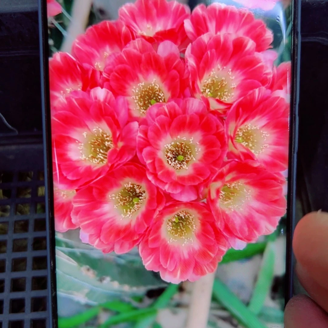 下52丽花Lo 歪无根侧芽2公分左右20包邮