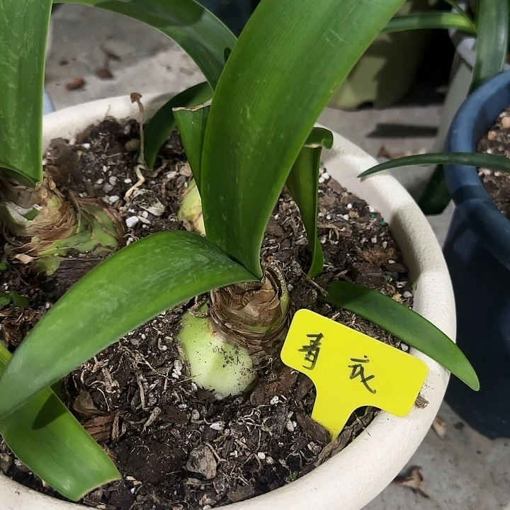 青衣7cm，裸球发货