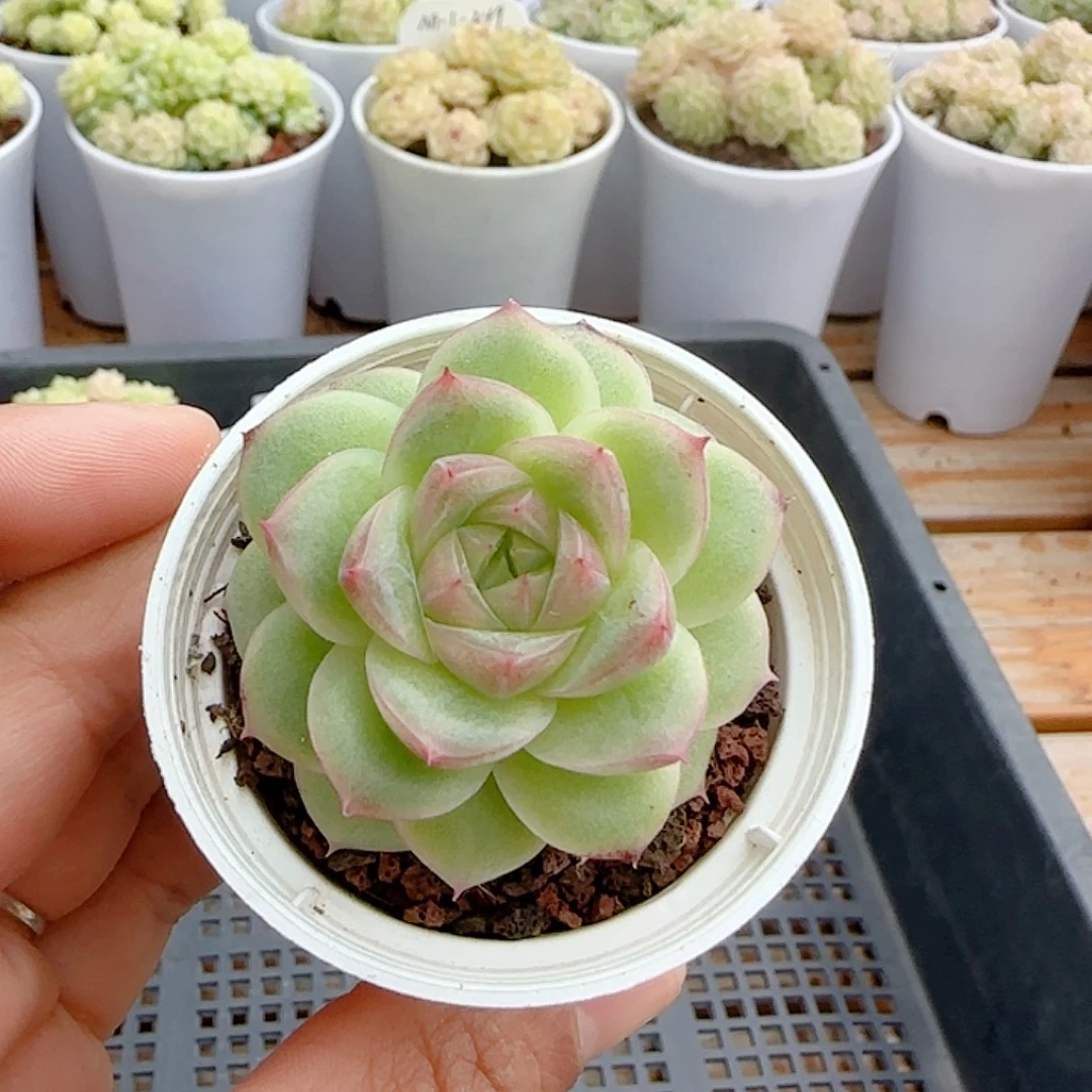 1110-69（优选麦杆）