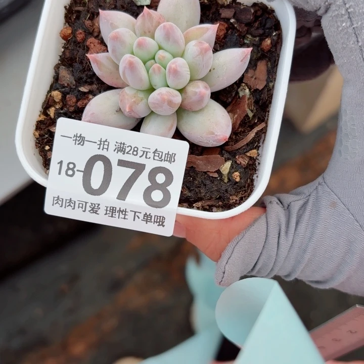 所罗门多肉多肉植物