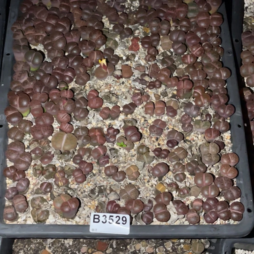如***雪3529福利筐1不售后