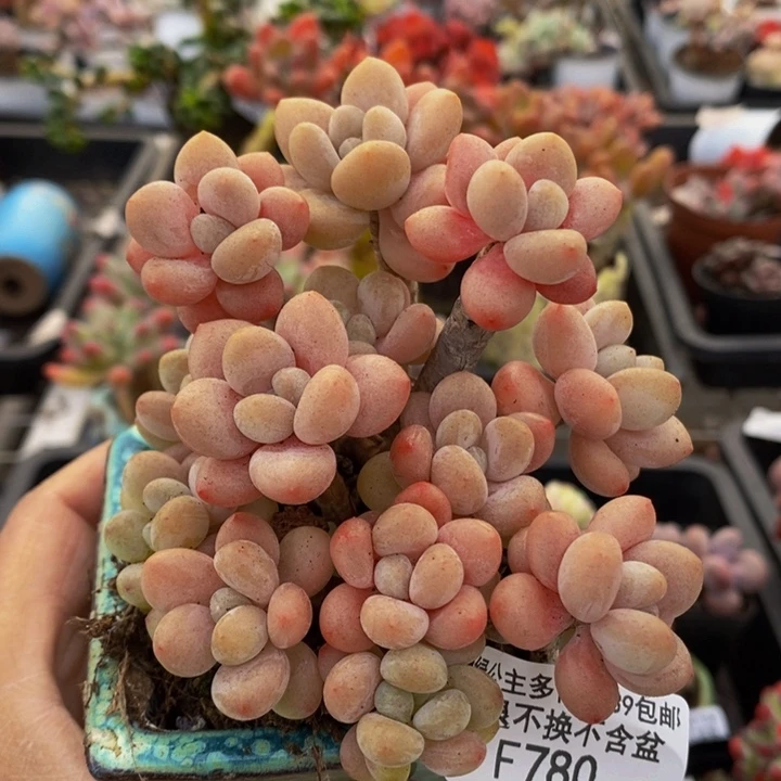 鱼子酱有砍9vm780多肉植物