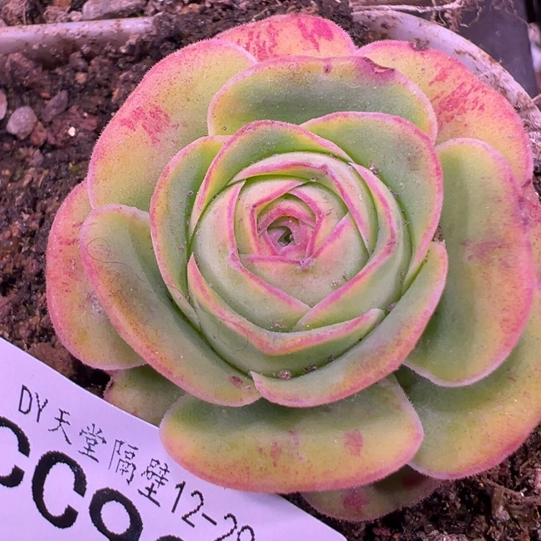 陈陈932浅漪开播福利