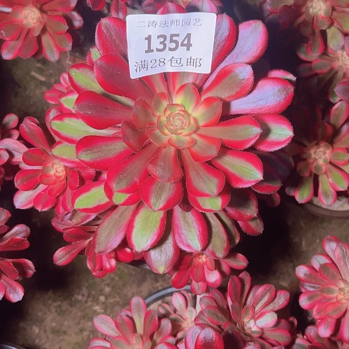 1354香奈尔多肉2号