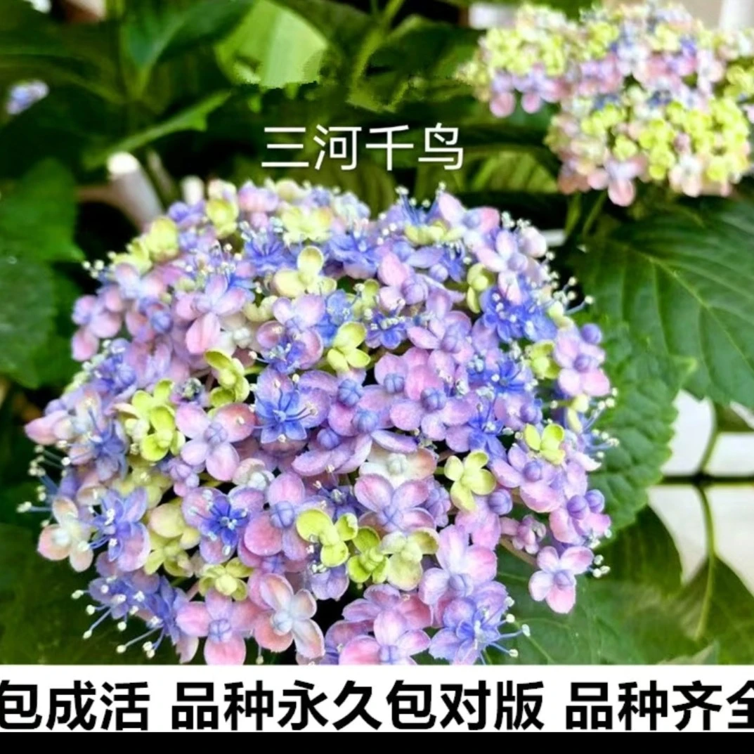 三河千鸟 无尽夏绣球花苗阳台种植庭院耐寒花卉盆栽易活