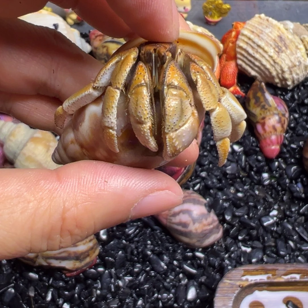 爬宠陆生寄居蟹2.2口