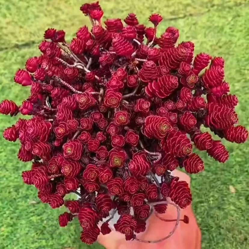 小球玫瑰 是一款干花系列如果干枯假死属于正常现象泡水即可